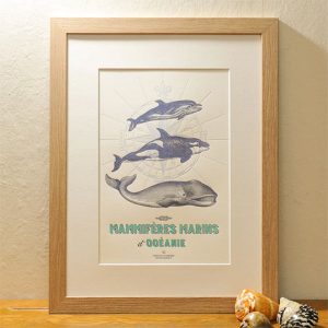 Affiche « Mammifères marins d’Océanie » – L’Atelier Letterpress