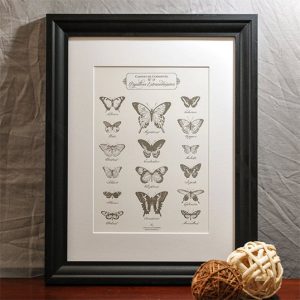 Affiche « Les papillons extraordinaires » – L’Atelier Letterpress